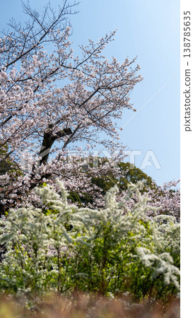 櫻花 138785635