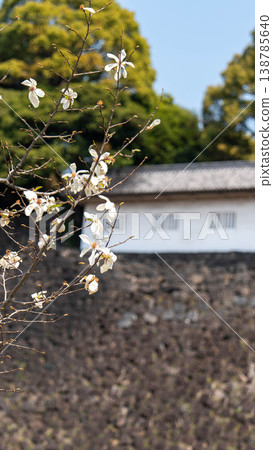 櫻花 櫻花 138785640