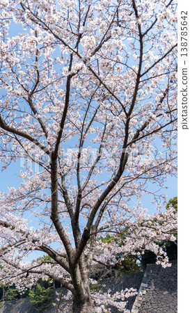 Cherry blossoms Cherry blossoms 138785642