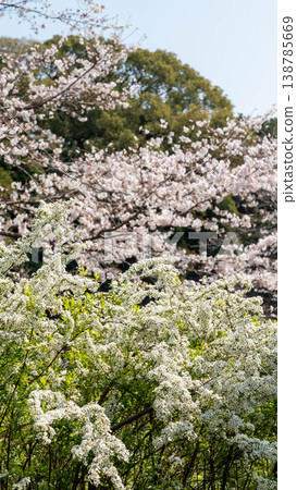 Cherry blossoms Cherry blossoms 138785669