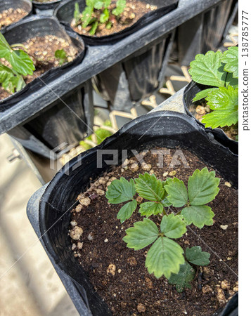 Young strawberry seedlings growing in black pots (home gardening, seedling cultivation, horticulture) Young strawberry seedlings growing in black pots (home gardening, seedling cultivation, horticulture) 138785777