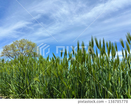 Green wheat fields and lush green trees stretching out under a blue sky (Spring, Agriculture, Natural Landscape) Green wheat fields and lush green trees stretching out under a blue sky (Spring, Agriculture, Natural Landscape) 138785778