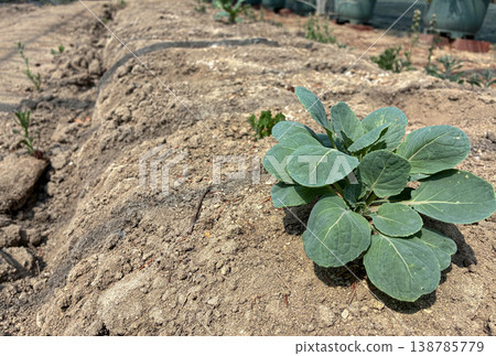 Young cabbage seedlings planted in a field furrow (home gardening, seedling cultivation, agriculture) Young cabbage seedlings planted in a field furrow (home gardening, seedling cultivation, agriculture) 138785779