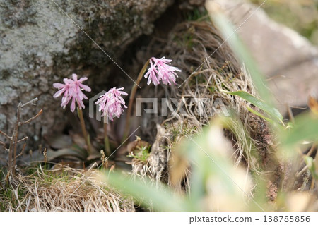 Spring flowers of the Primula japonica blooming on the rocky shore Spring flowers of the Primula japonica blooming on the rocky shore 138785856