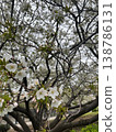 櫻花 138786131