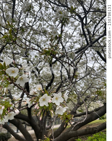 櫻花 138786131