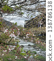 神奈川縣箱根湯本市杉雲川沿岸櫻花盛開的景象。 138786138