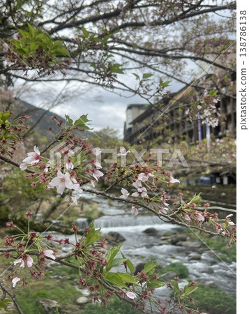 神奈川縣箱根湯本市杉雲川沿岸櫻花盛開的景象。 神奈川縣箱根湯本市杉雲川沿岸櫻花盛開的景象。 138786138