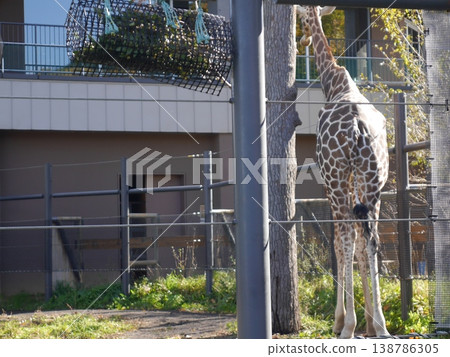 The back of the giraffe 138786305