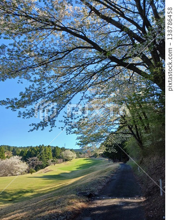 春天的櫻花樹和高爾夫球場旁的小徑 [藍天，高爾夫球場，自然風光] 138786458