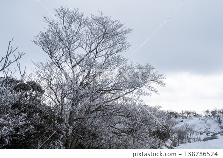 A single tree covered in frost stands majestically on a snow-covered slope. A single tree covered in frost stands majestically on a snow-covered slope. 138786524