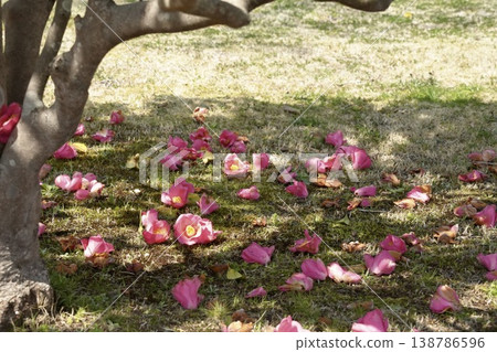 Camellia petals that fell to the ground Camellia petals that fell to the ground 138786596