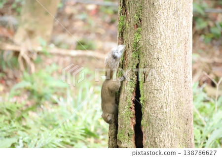 日本松鼠從樹上下來：野生動物的敏捷行為。 138786627