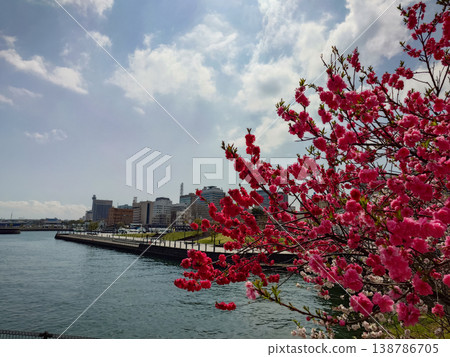 The sea and peach blossoms of Minato Mirai 138786705