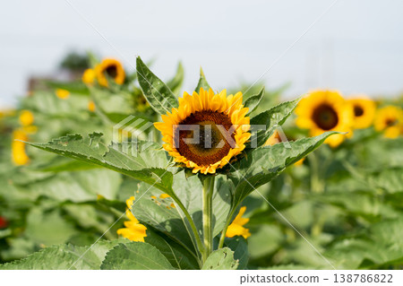 Beautiful yellow color sunflower in the agriculture farm background Beautiful yellow color sunflower in the agriculture farm background 138786822