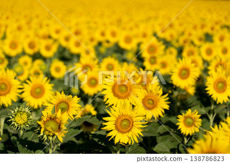 Beautiful yellow color sunflower in the agriculture farm background Beautiful yellow color sunflower in the agriculture farm background 138786823