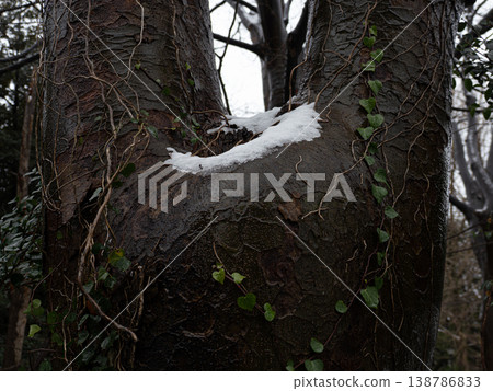 樹上的雪 138786833