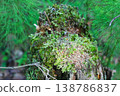 Green Moss Growing on Old Tree Stump in Forest 138786837