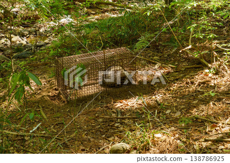 A raccoon, a pest animal, caught in a box trap. A raccoon, a pest animal, caught in a box trap. 138786925
