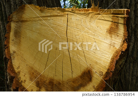 Annual rings of felled trees 138786954