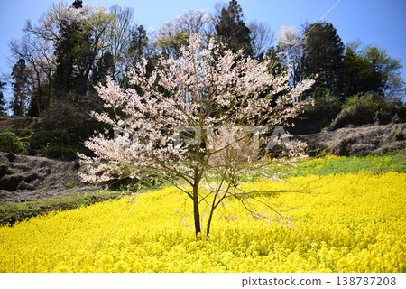 櫻花和油菜花 櫻花和油菜花 138787208