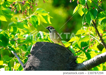 Sparrow 138787294