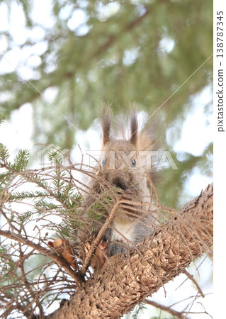 Ezo squirrel in winter hair Ezo squirrel Hokkaido wildlife Ezo squirrel in winter hair Ezo squirrel Hokkaido wildlife 138787345
