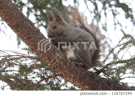 Ezo squirrel in winter hair Ezo squirrel Hokkaido wildlife 138787349