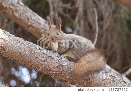 Ezo squirrel in winter hair Ezo squirrel Hokkaido wildlife Ezo squirrel in winter hair Ezo squirrel Hokkaido wildlife 138787352