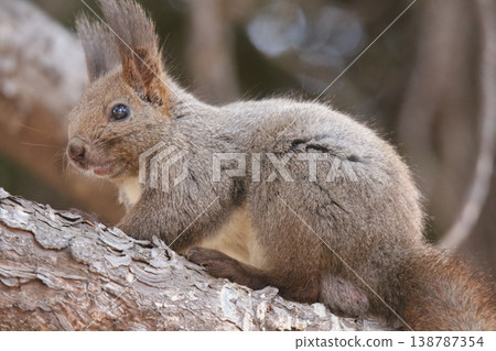 Ezo squirrel in winter hair Ezo squirrel Hokkaido wildlife 138787354
