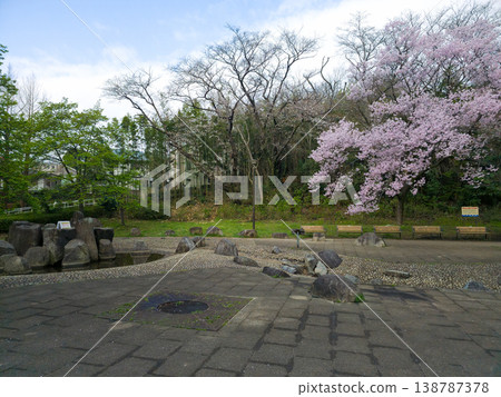 Cherry blossoms at Mitsuki Park 138787378