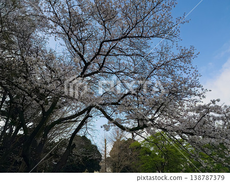 Cherry blossoms at Mitsuki Park 138787379