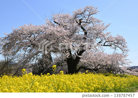 Hinata人等待Jizozakura Hinata人等待Jizozakura 138787457