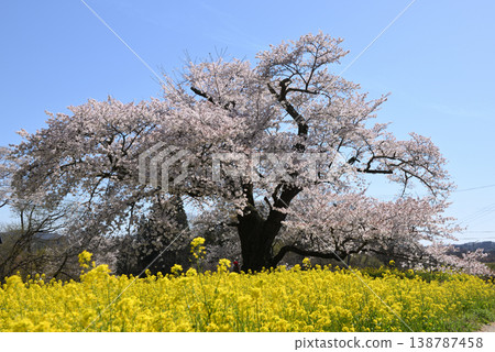 Hinata人等待Jizozakura 138787458