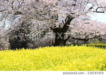 Hinata人等待Jizozakura Hinata人等待Jizozakura 138787459