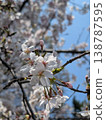 A close-up spring background image featuring cherry blossoms in full bloom against a blue sky. 138787595