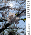 A close-up spring background image featuring cherry blossoms in full bloom against a blue sky. 138787598