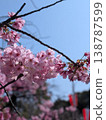 A close-up spring background image featuring cherry blossoms in full bloom against a blue sky. 138787599