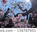 A close-up spring background image featuring cherry blossoms in full bloom against a blue sky. 138787601