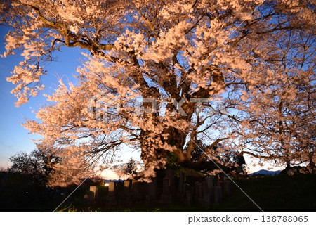 Shioinosaki的櫻花 138788065