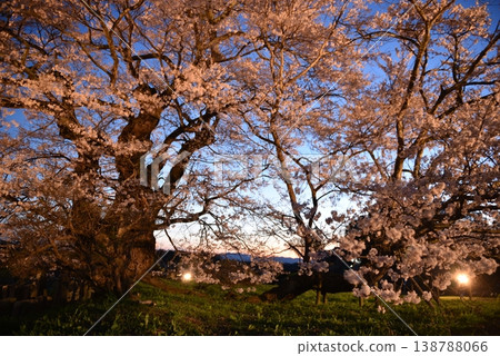 Cherry blossoms of Shioinosaki 138788066