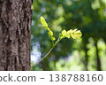 春天的嫩芽和嫩葉，樹枝沿著樹皮延伸，自然的背景，散景效果。 138788160