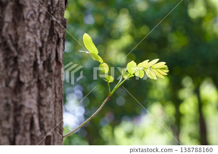春天的嫩芽和嫩葉，樹枝沿著樹皮延伸，自然的背景，散景效果。 138788160