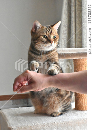 Cat greeting with a high five Cat greeting with a high five 138788232
