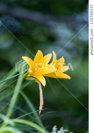 Daylilies in Kirifuri Highlands, Tochigi Prefecture Daylilies in Kirifuri Highlands, Tochigi Prefecture 138788337