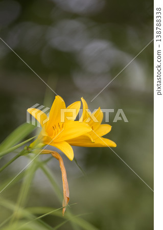 栃木縣霧降高原的黃花菜 栃木縣霧降高原的黃花菜 138788338