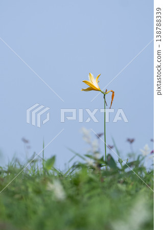 栃木縣霧降高原的黃花菜 栃木縣霧降高原的黃花菜 138788339