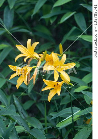 栃木縣霧降高原的黃花菜 138788341