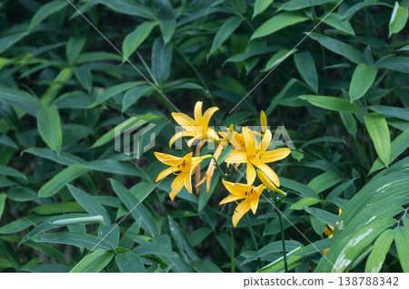 Daylilies in Kirifuri Highlands, Tochigi Prefecture 138788342