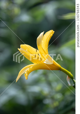 Daylilies in Kirifuri Highlands, Tochigi Prefecture Daylilies in Kirifuri Highlands, Tochigi Prefecture 138788343